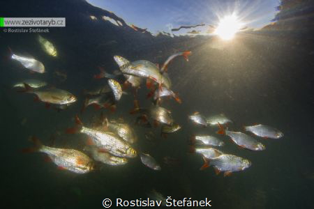Rudd fish in the sunset by Rostislav Štefánek 