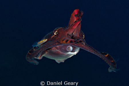 Flamboyant Cuttlefish swimming in mid-water by Daniel Geary 