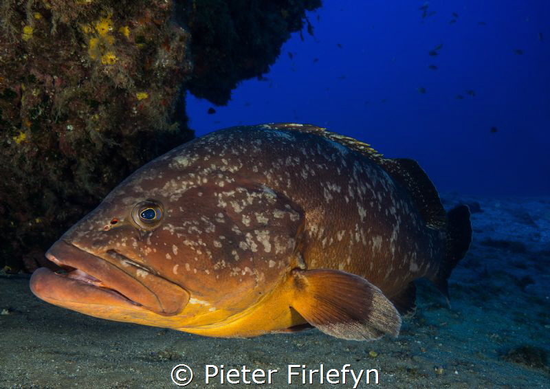 The guard , Large grouper! by Pieter Firlefyn 
