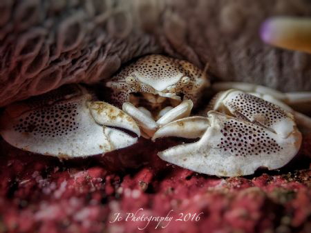 Porcelain crab on red carpet. 

1/60 F11 ISo 100 by Khow Jin Chee 