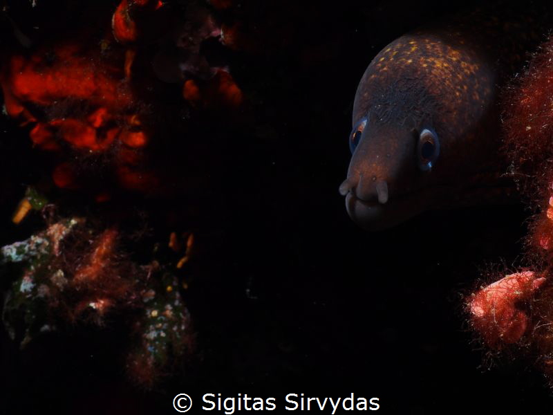 Small moray by Sigitas Sirvydas 