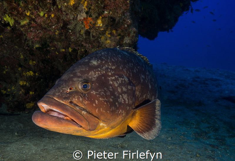 grouper by Pieter Firlefyn 