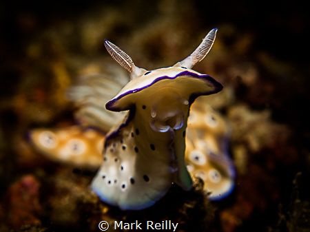 A happy slug by Mark Reilly 