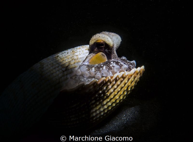 Portrait Cocco Octopussy
Nikon D800E, 105 macro . Retra ... by Marchione Giacomo 
