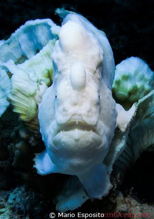 White giant Frogfish (Antennarus commerson) on bleached c... by Mario Esposito 