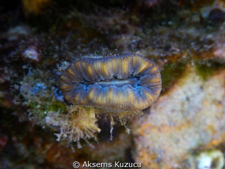 nice colors of oval cup coral by Aksems Kuzucu 