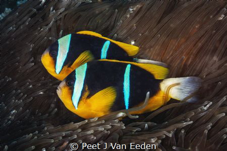 Guess who is the female? They start life as males and may... by Peet J Van Eeden 