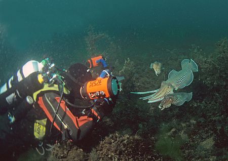 Dirk and cuttlefish.
Devon. 16mm. by Mark Thomas 