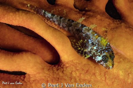 I spotted a blue spotted klipfish by Peet J Van Eeden 
