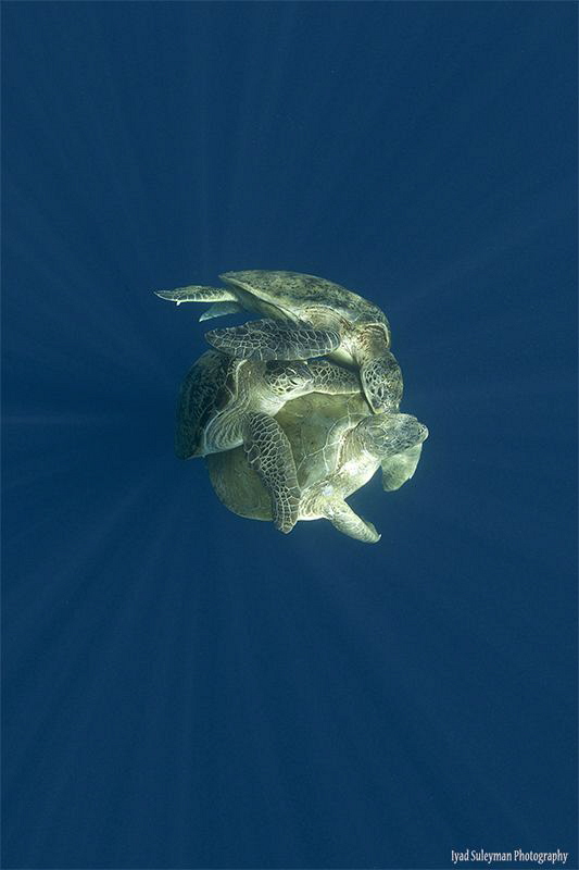 A ball in rays
Mating Turtles by Iyad Suleyman 