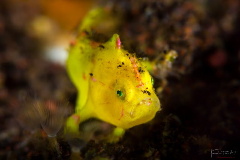 Juv. frogfish by Kelvin H.y. Tan 