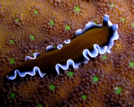 Frilly flatworm found at Secret Spot - 30km East of Dili.... by Nick Hobgood 