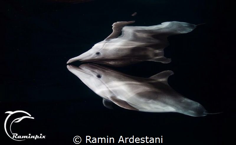 Dolphin by Ramin Ardestani 