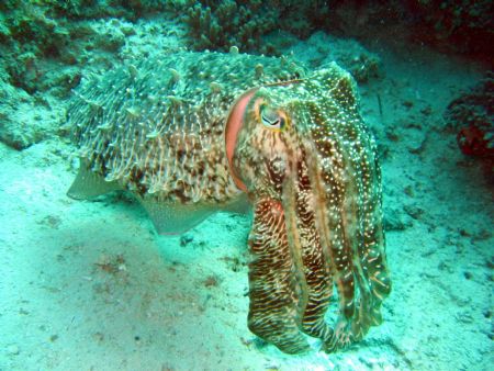Cuttlefish taken at Mabul Island, East Malaysia by Dennis Siau 