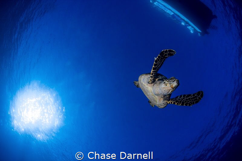 "Full Extension"
A large Hawksbill Turtle extends his fi... by Chase Darnell 