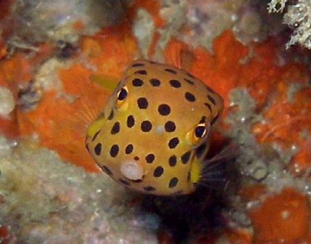 Cute wee boxfish by Gordana Zdjelar 