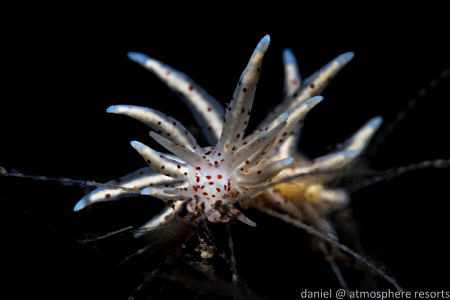 Eubranchus sp - Dauin, Philippines by Daniel Geary 