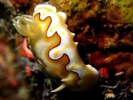 Another juicy Nudi found in Yap.. IXUS 750, Macro, INON D... by Alex Tattersall 