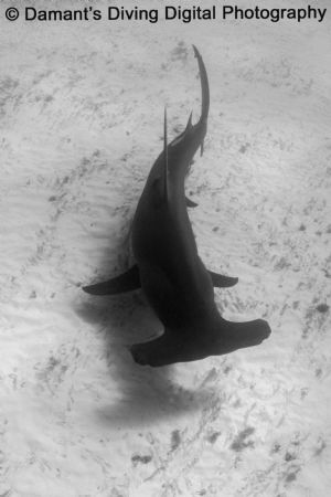 Giants Below! A Great Atlantic Hammerhead glides above th... by Marc Damant 