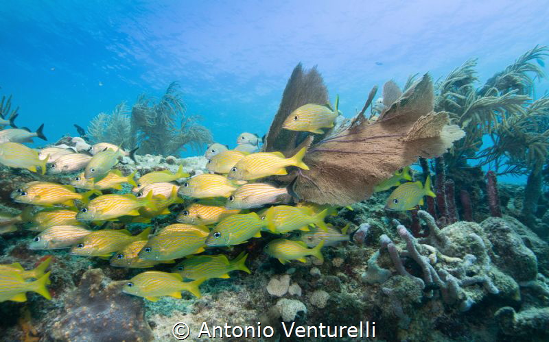shallow reef by Antonio Venturelli 