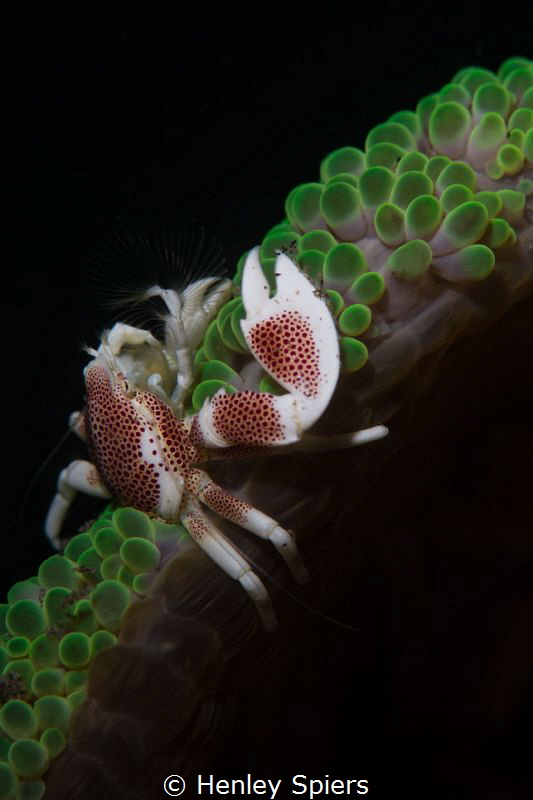 Porcelain Crab Wonder by Henley Spiers 
