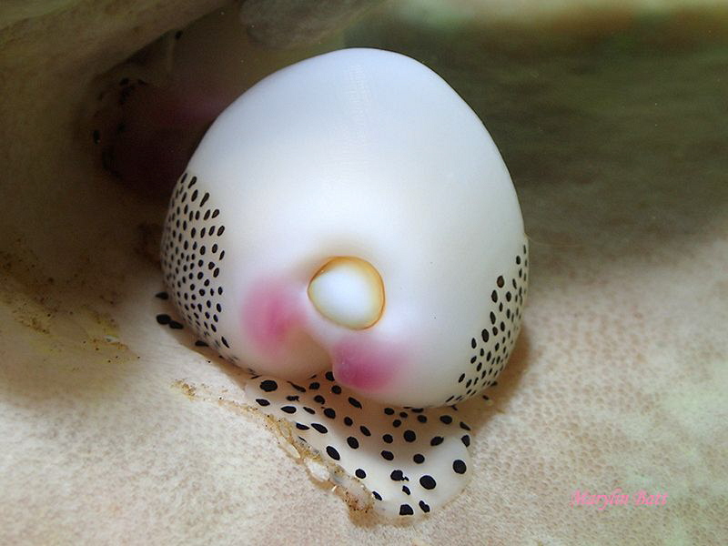 Beautiful Black Spotted Egg Cowrie, Lembeh Indonesia by Marylin Batt 