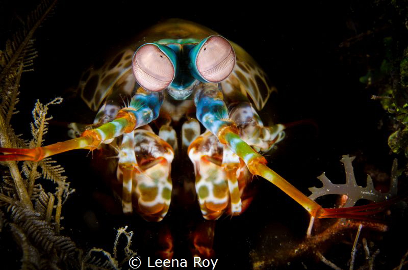 Mantis shrimp by Leena Roy 