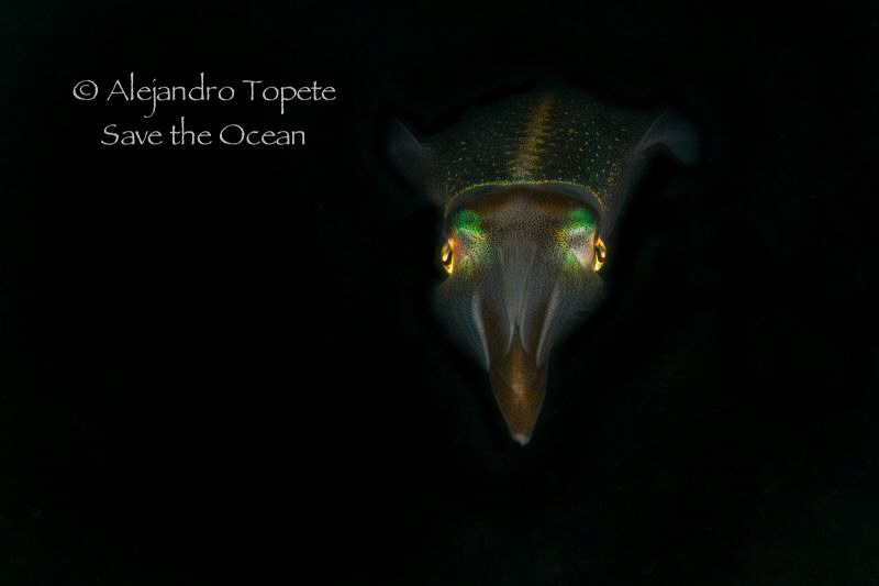 Squid front in Black, Veracruz Mexico by Alejandro Topete 