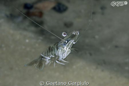 swimming up for a meal... attracted by my lights the shri... by Gaetano Gargiulo 