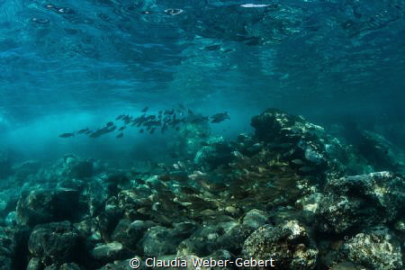 "aquarium"........

Atlantic Ocean - Teneriffa Island
... by Claudia Weber-Gebert 