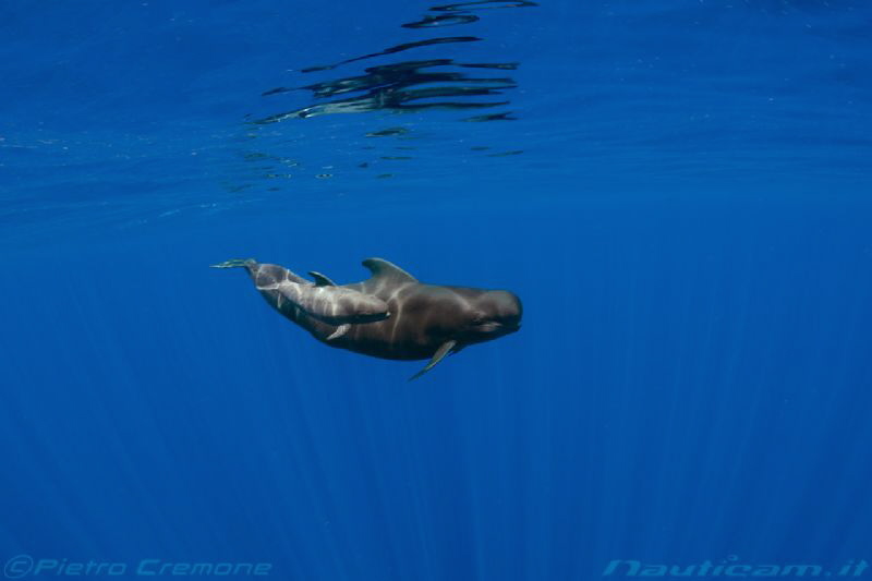 Mother and calf of Pilot Whales by Pietro Cremone 