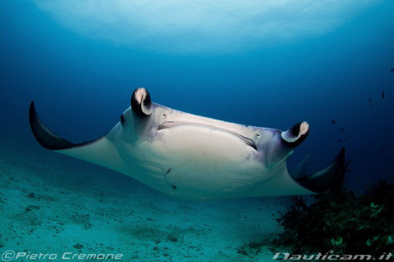 Face to face with a Manta ray by Pietro Cremone 