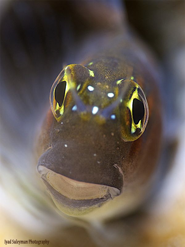 Gulf Blenny
Taken with 60mm macro lens and Moby 3.8 by Iyad Suleyman 