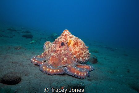 CommonReef Octopus walking across the sand by Tracey Jones 