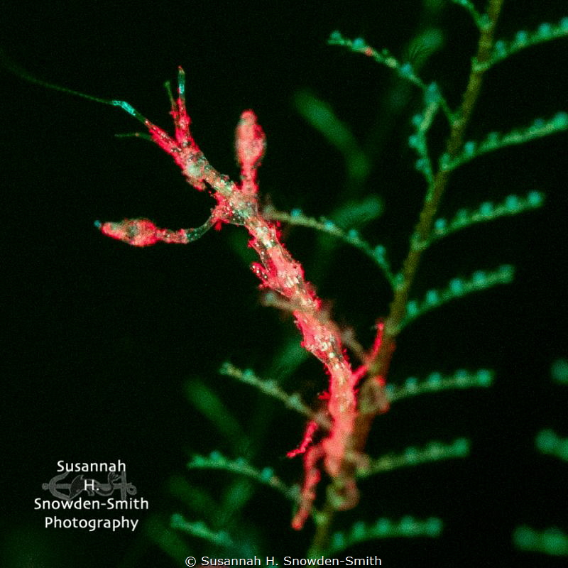 "Glowing Skeleton"

A skeleton shrimp photographed with... by Susannah H. Snowden-Smith 