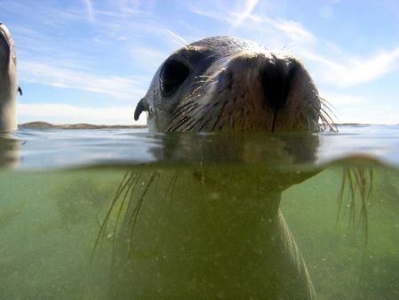 Seal-Too close for Comfort Abrohlos islanda West Australi... by Joshua Miles 