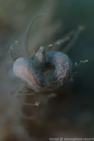 Hairy Frogfish Lure - Dauin, Philippines by Daniel Geary 