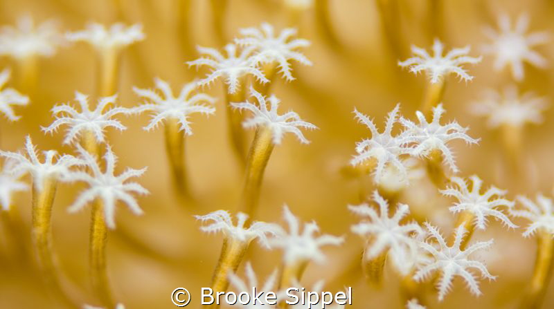 "Field of Stars" 

Taken of an anemone in Raja Ampat, I... by Brooke Sippel 