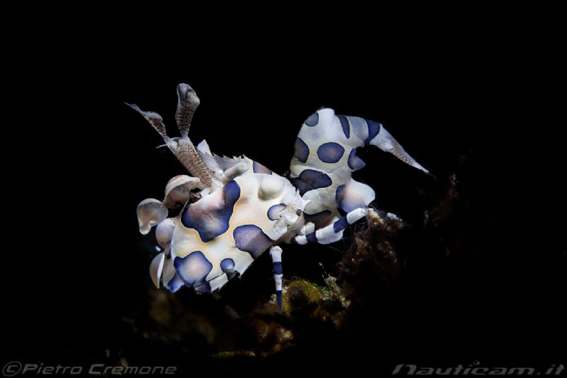 harlequin crab snooted by Pietro Cremone 