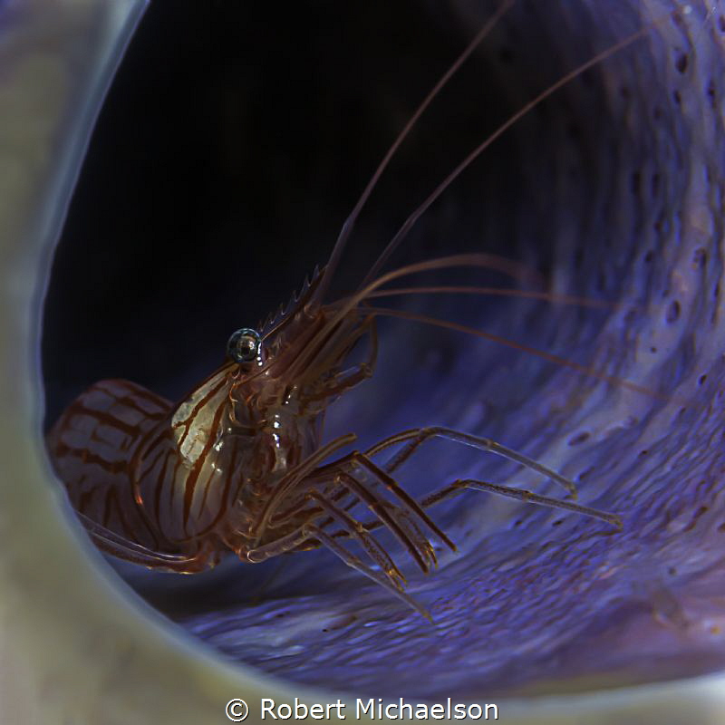 Peppermint Shrimp in a purple tube sponge by Robert Michaelson 