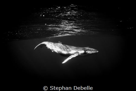 A baby Humpback Whale near the reef in Bora Bora. by Stephan Debelle 