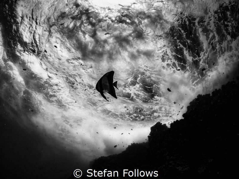 Lone Star 

Longfin Batfish (juvenile) - Platax teira
... by Stefan Follows 