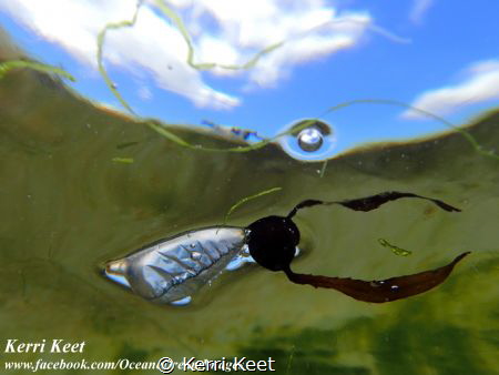 Blue bottle bobbing around in a tidal pool at Kalk Bay by Kerri Keet 