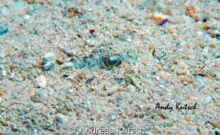 hidden in the sand.... just the eye by Andreas Kutsch 