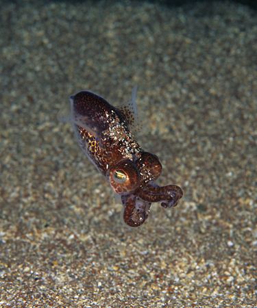 Little cuttlefish.
Cornwall.
60mm. by Derek Haslam 