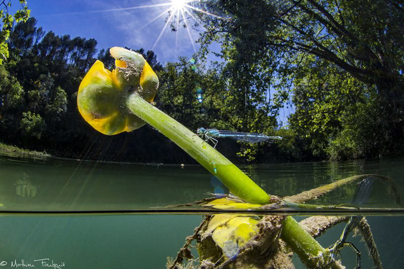 Southern Damselfly laying eggs by Mathieu Foulquié 