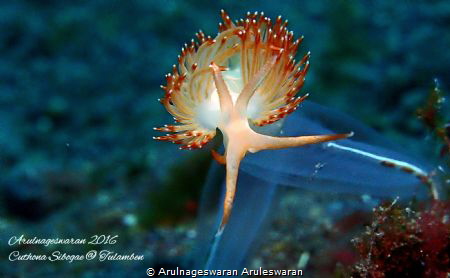 A Sakuraelois Nungunoides on a blue turnicate at Seraya P... by Arulnageswaran Aruleswaran 