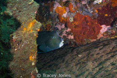 Bumphead Parrotfish Hiding by Tracey Jones 