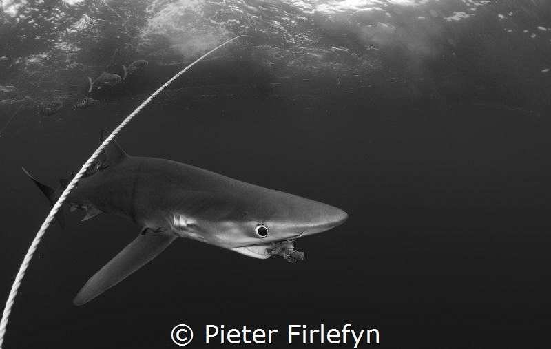 Blue shark / Close encounter (8mm lens) by Pieter Firlefyn 