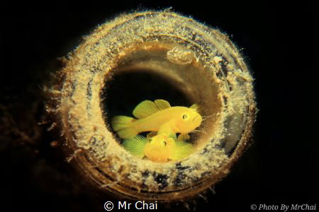 Sweet couple Yellow coral goby  Lubricogobius exiguus (tu... by Mr Chai 